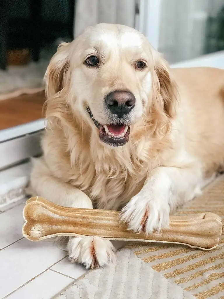 Le chien de vos rêves