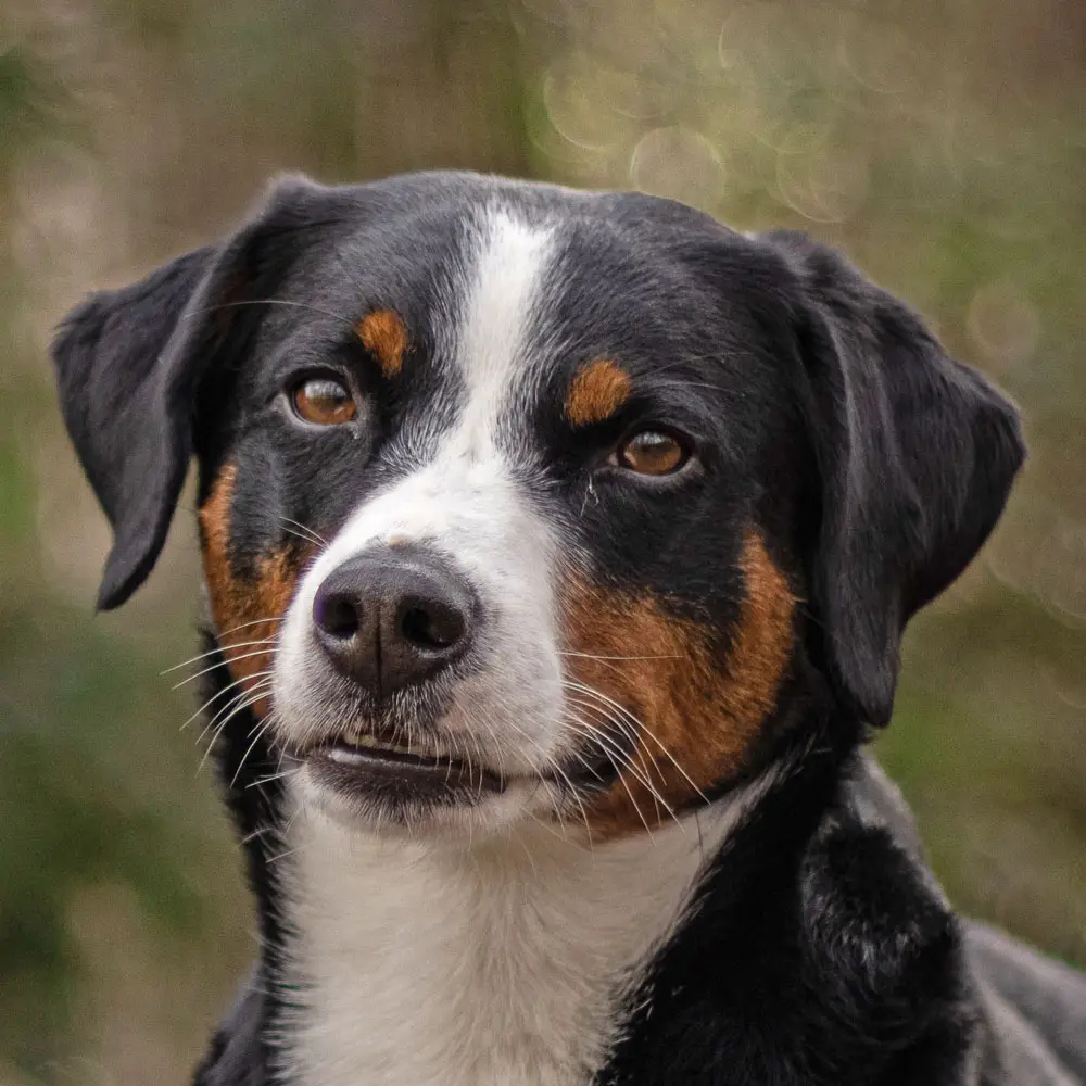 Appenzeller Sennenhund