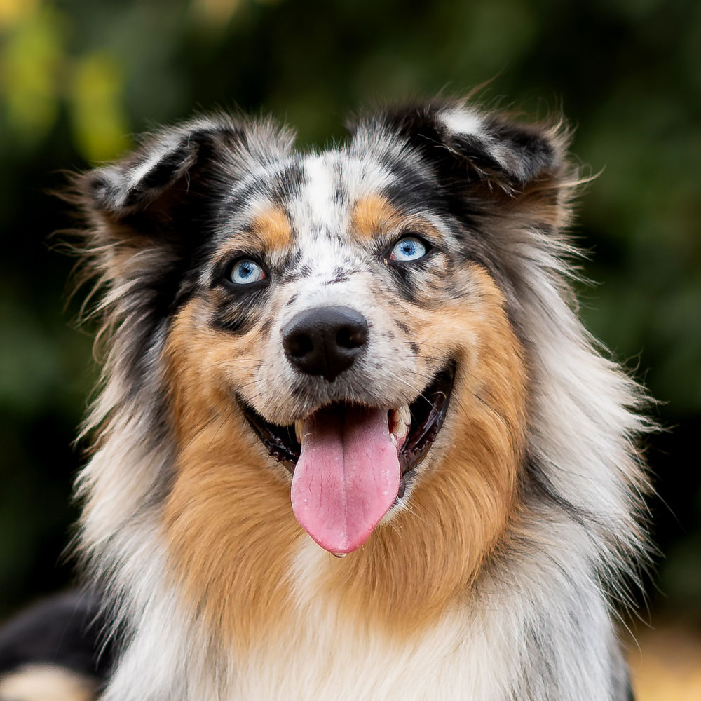 Australian Shepherd