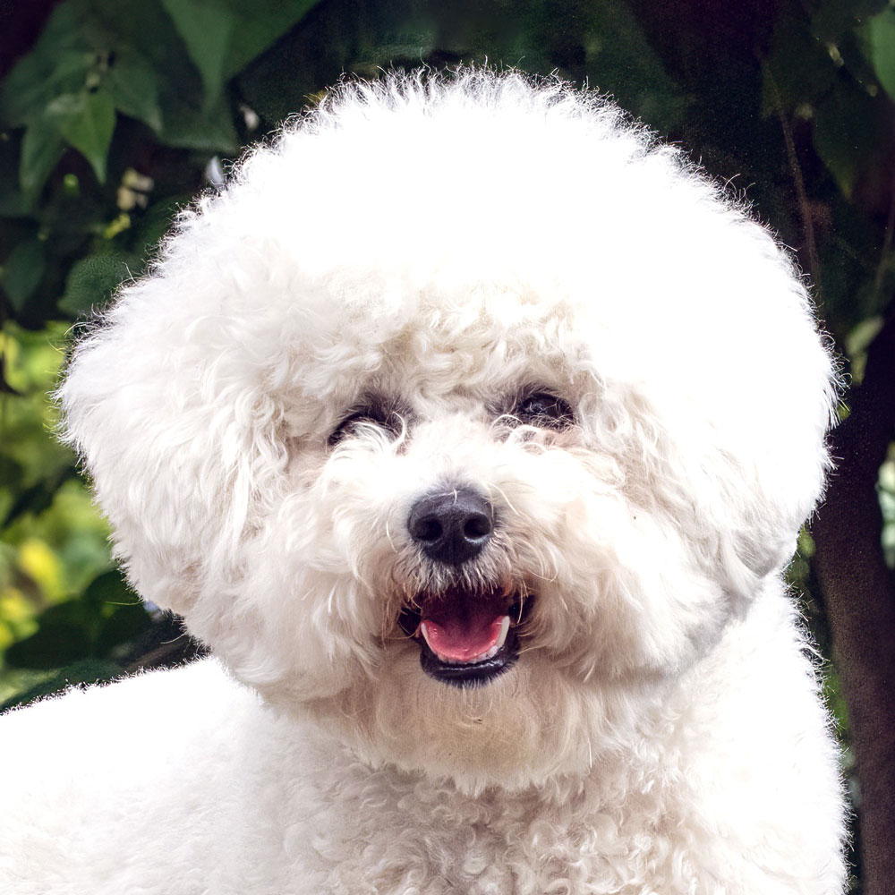 Bichon Frisé