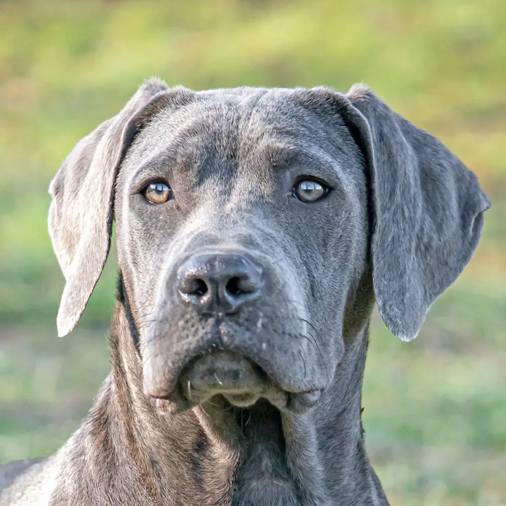 Cane Corso