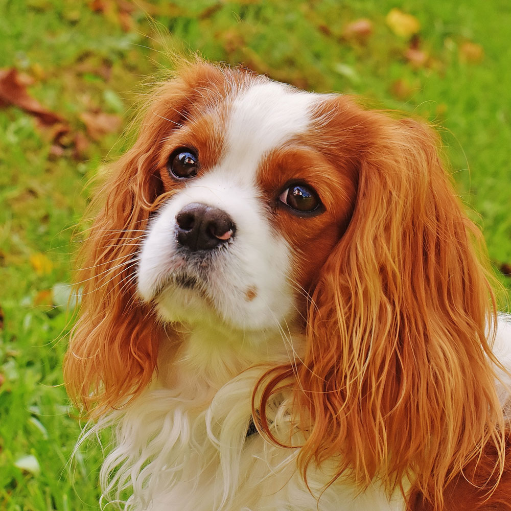 Cavalier King Charles Spaniel