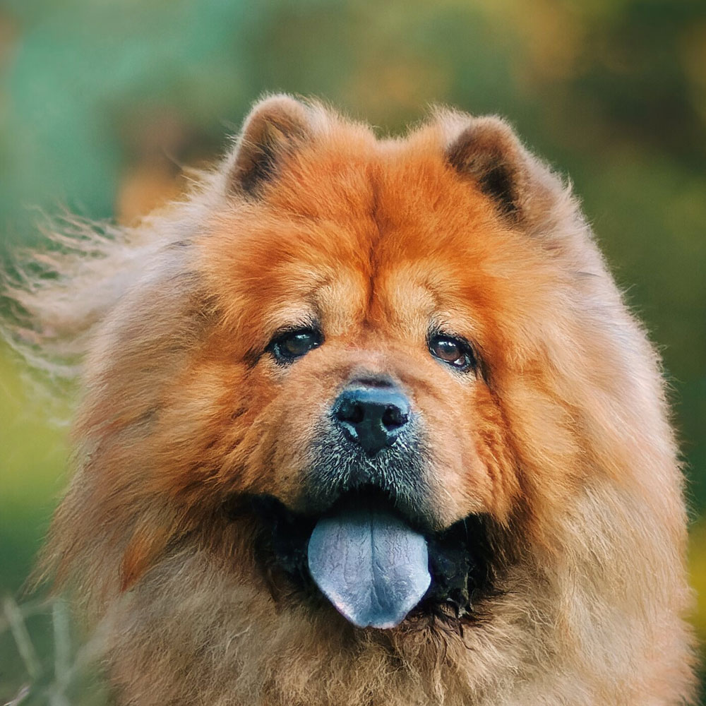 schwarze Chow Chow Mischung