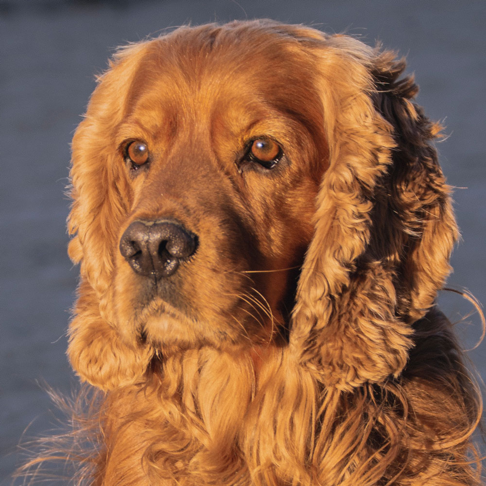 Cocker Spaniel