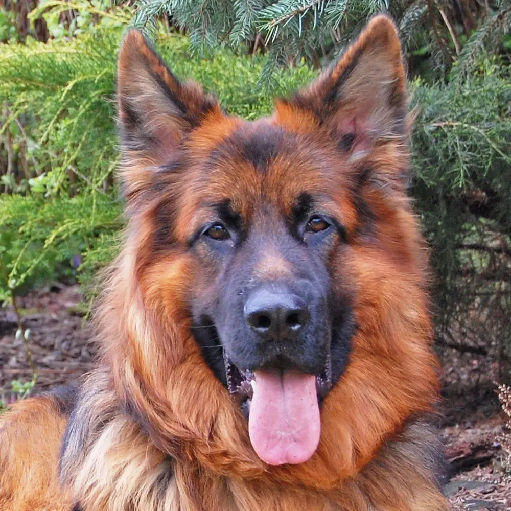 Deutscher Schäferhund