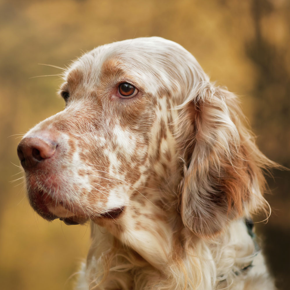 English Setter