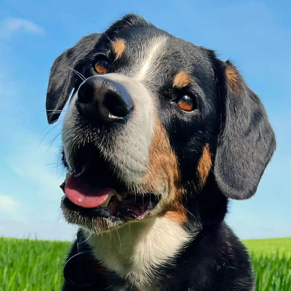 Entlebucher Sennenhund