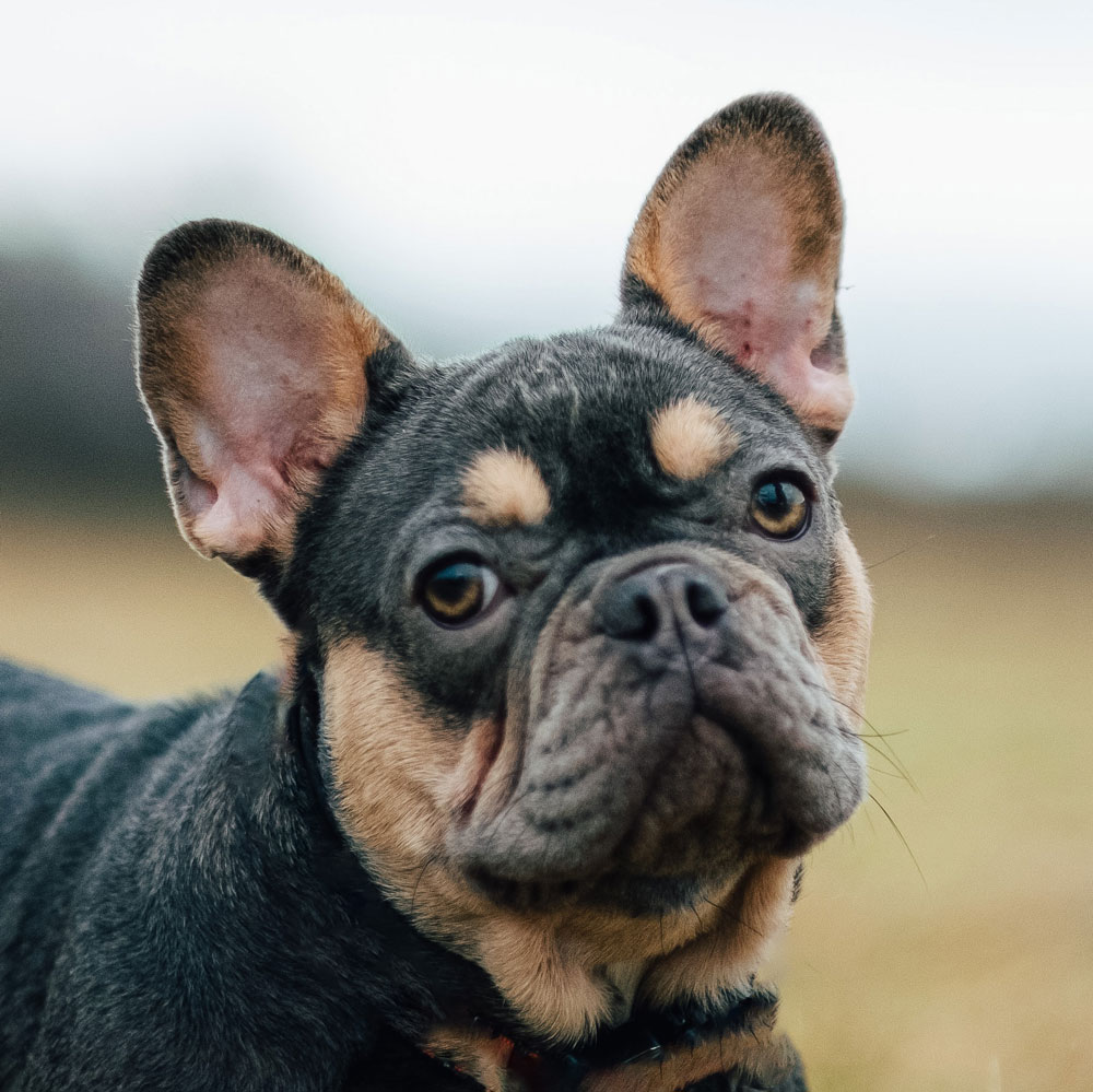 Französische Bulldogge - Deinen Traumhund findest Du bei uns