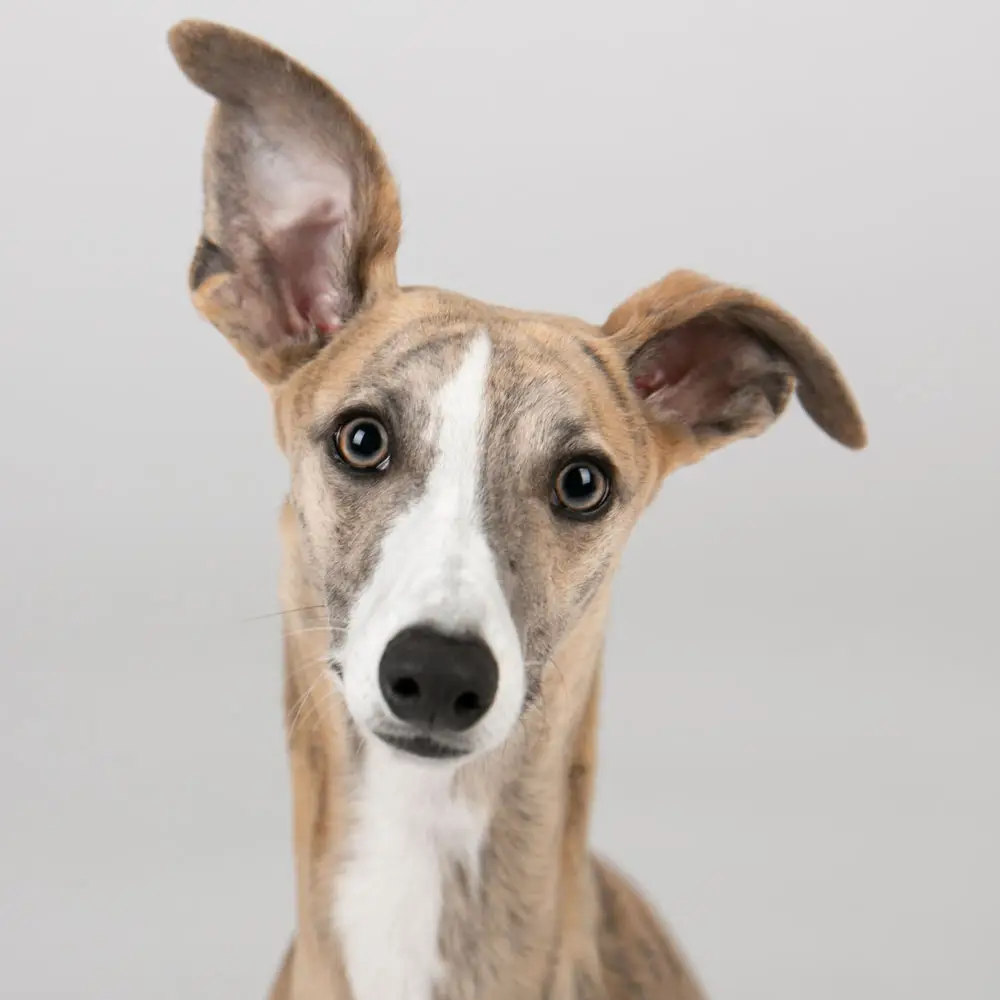 Galgo Español