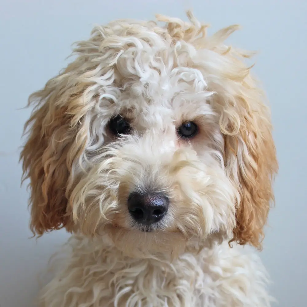 Goldendoodle