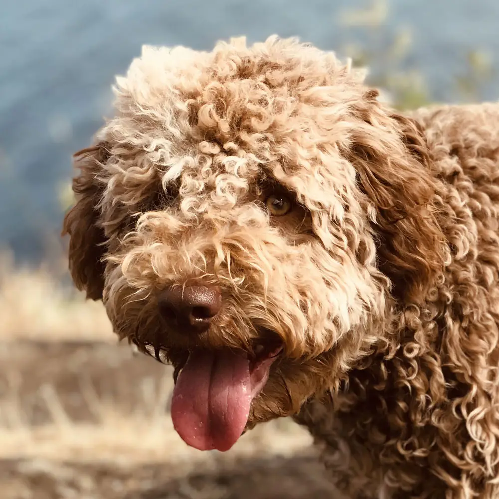 Lagotto Romagnolo