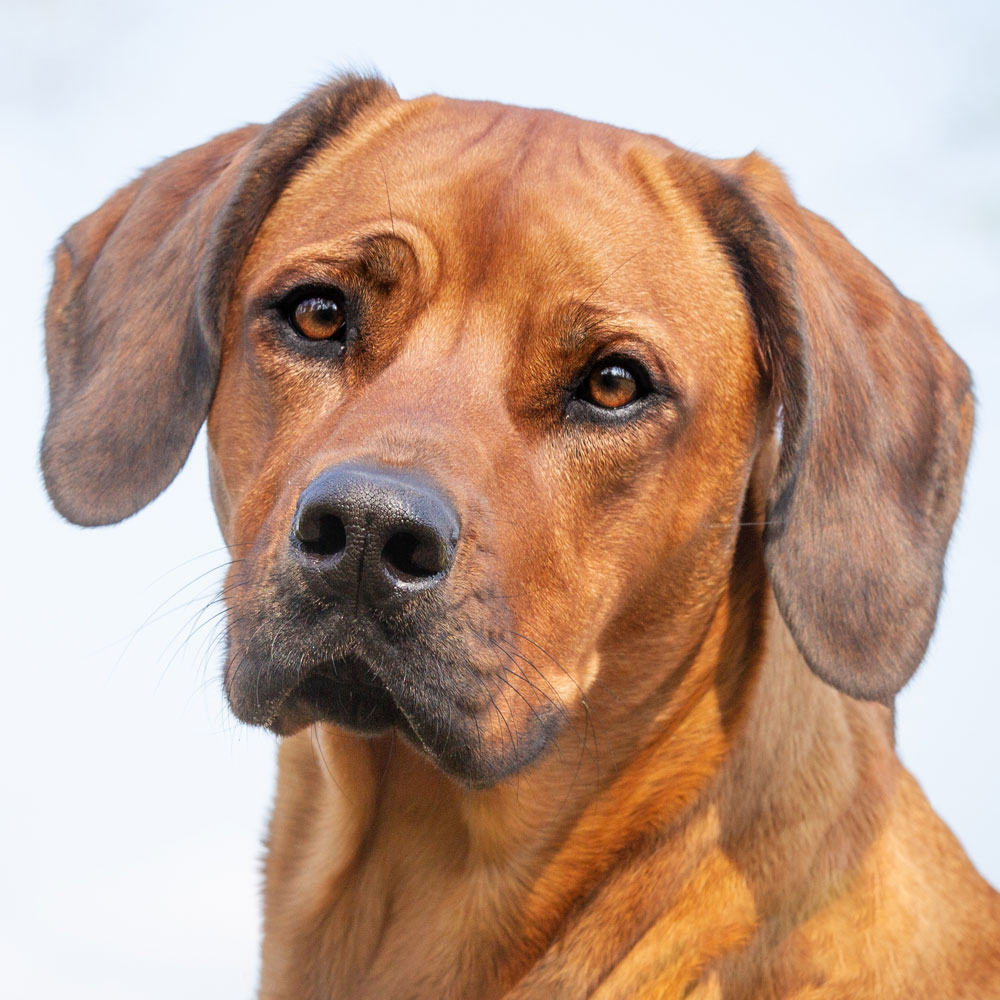 Rhodesian Ridgeback