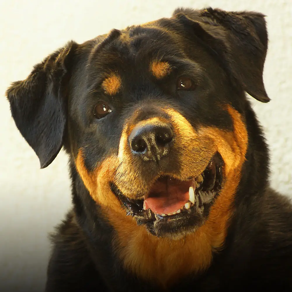 Rottweiler