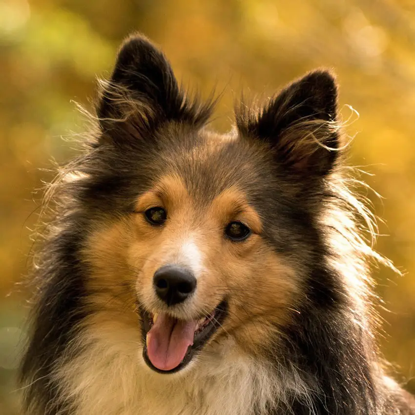 Shetland Sheepdog