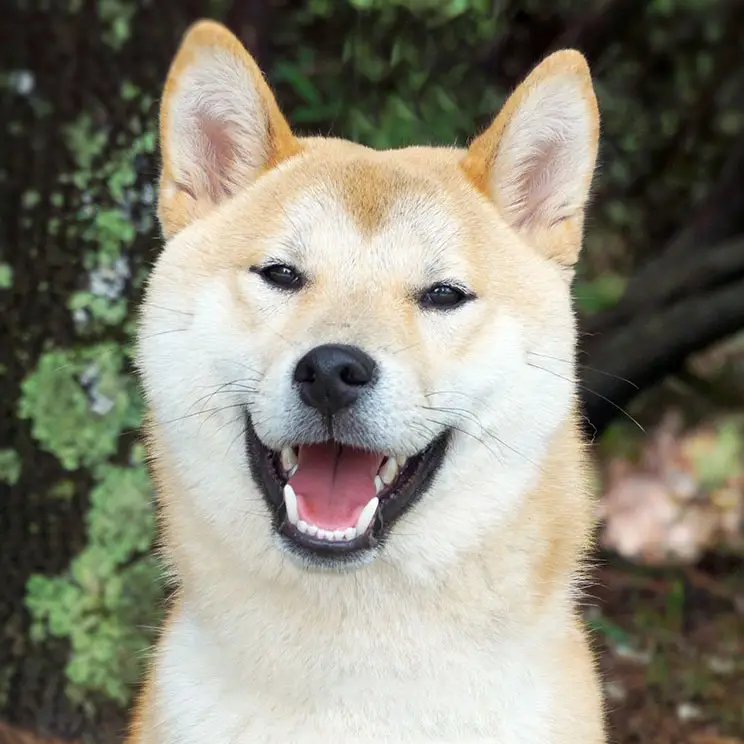 Shiba Inu