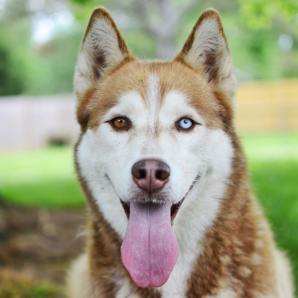 Siberian Husky