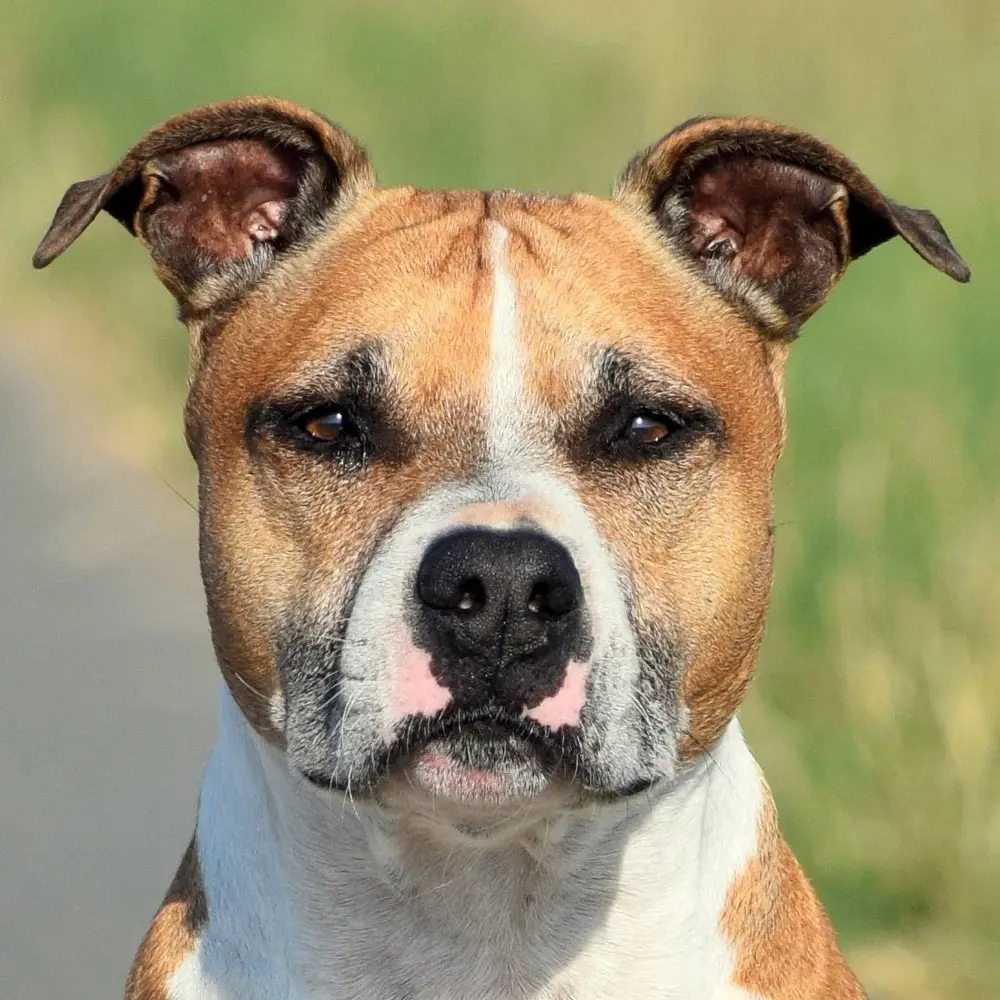 Staffordshire Terrier