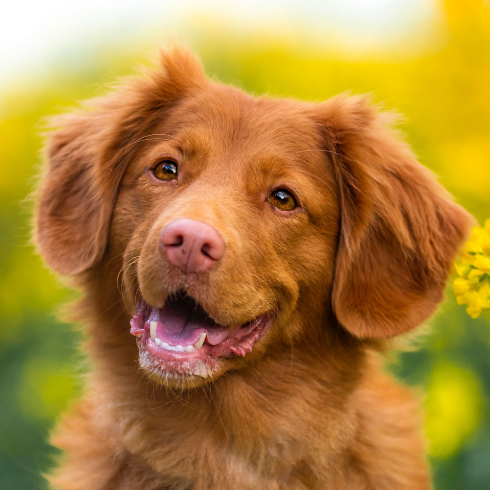 Nova Scotia Duck Tolling Retriever Deinen Traumhund Findest Du Bei Uns