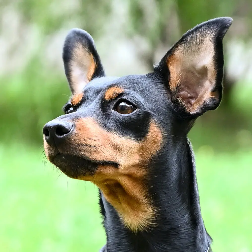 Zwergpinscher