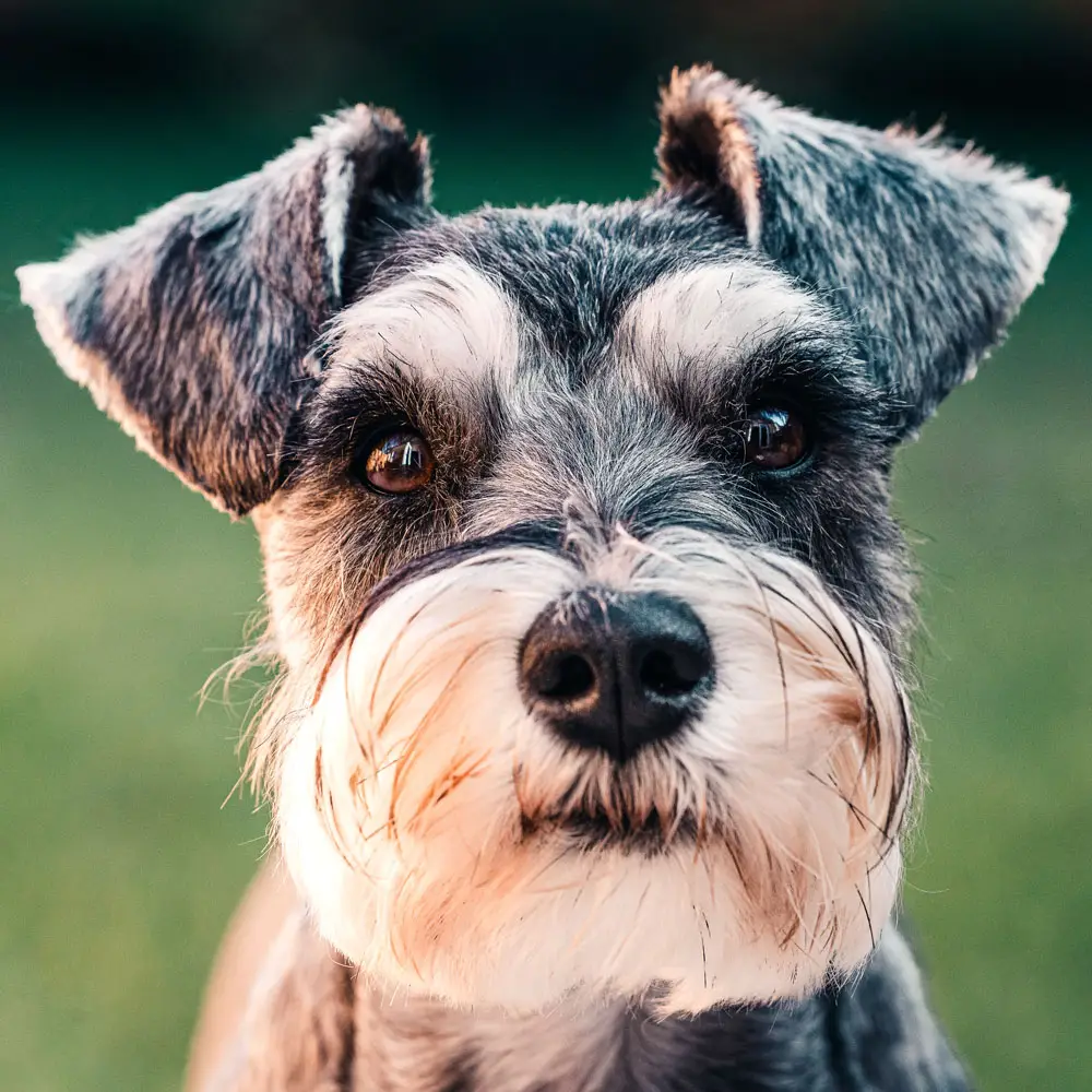 Zwergschnauzer