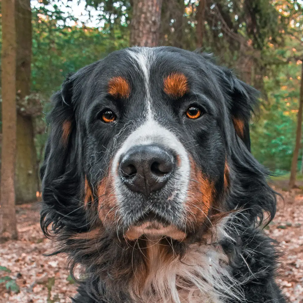 Berner Sennenhund