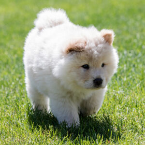 chow chow chiot dans un pré