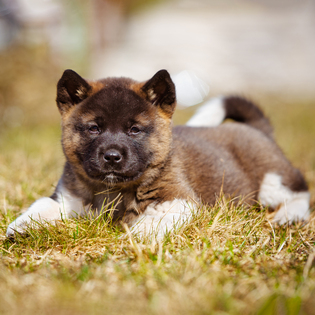 Jetzt Ihren TraumAkita bei uns kaufen!