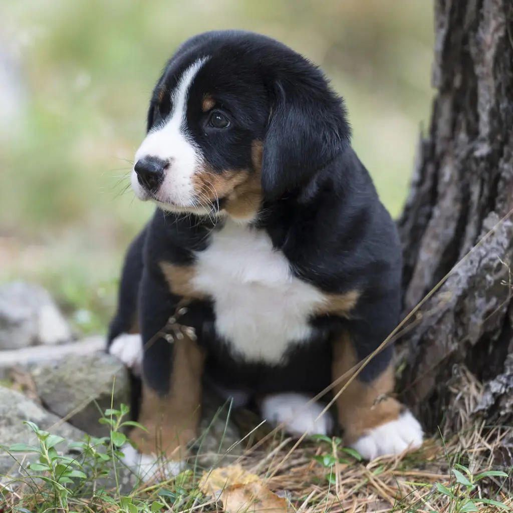 appenzeller sennenhund welpe