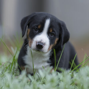 appenzeller sennenhund welpe auf wiese