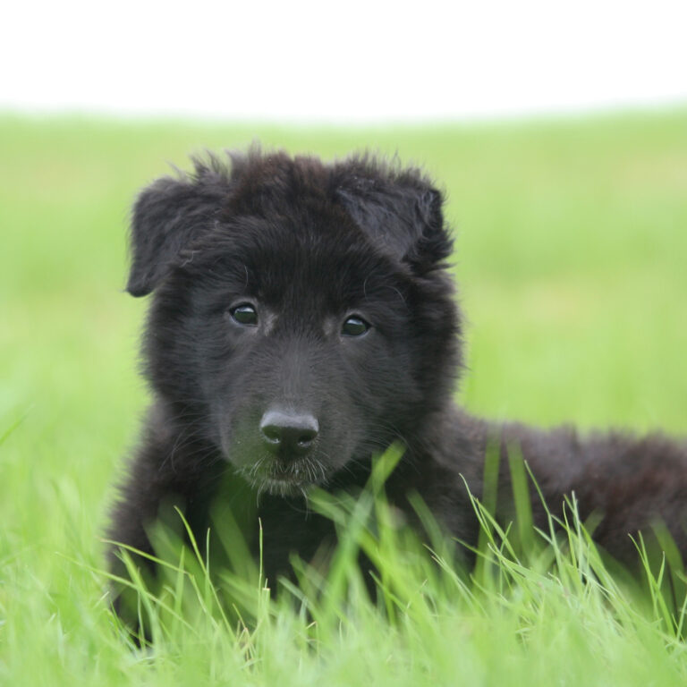 beligischer schäferhund auf wiese