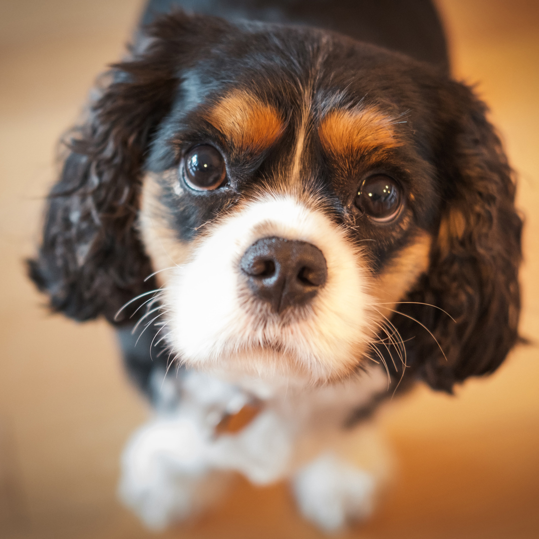 Bildschöne Cavalier King Charles Welpen 12 fashion Wochen alt