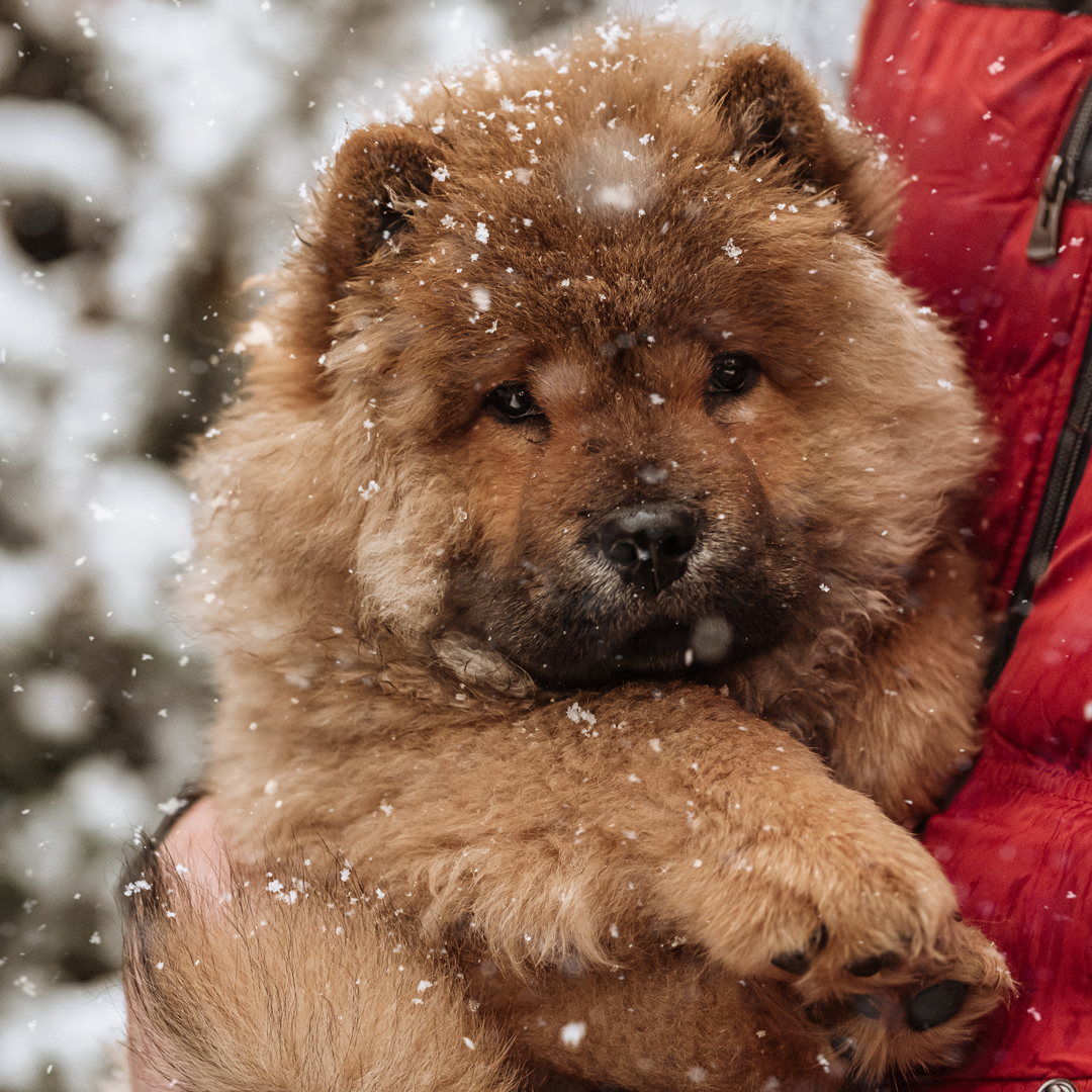 schwarze Chow Chow Mischung