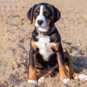 entlebucher sennenhund