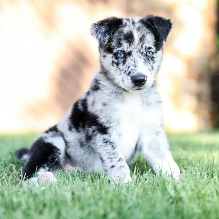 Australian Sheperd mischling welpe mit schwarz-weiss getupftem Fell und blauen Augen