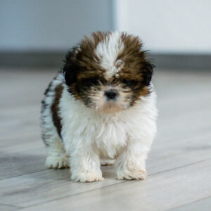 ein kleiner Shih Tzu Welpe mit flauschigem weiss und braunem Fell