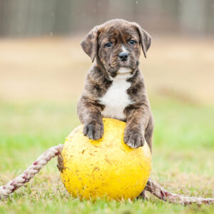 staffordshire terrier chiot jouant sur une grosse balle