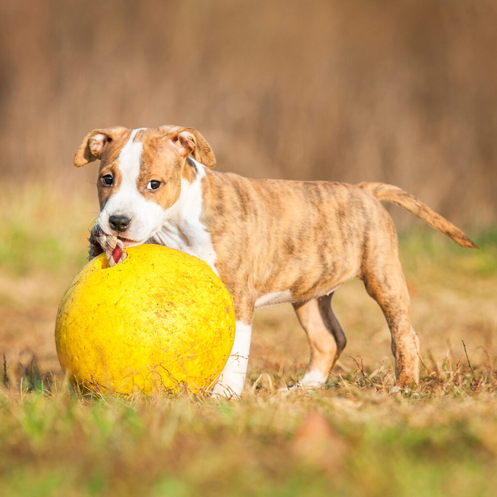 staffordshire terrier welpe spielt auf einem grossen Ball