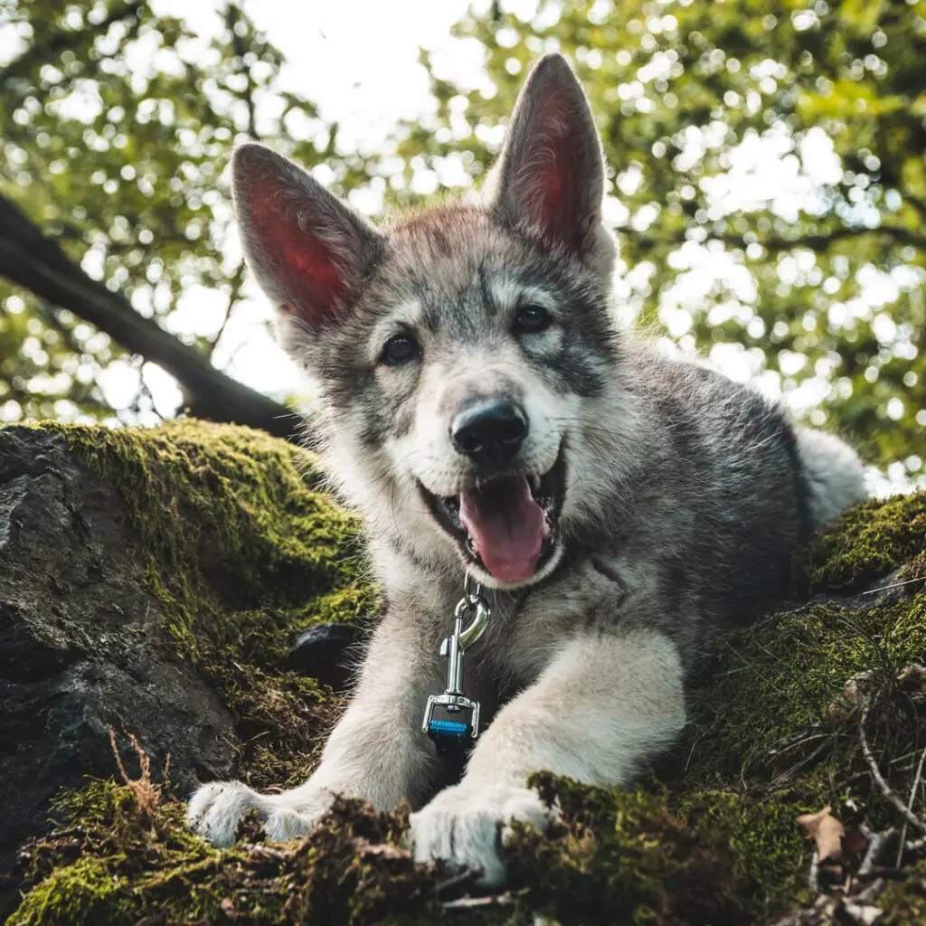 ein fröhlicher Wolfshund Welpe mit grauem Fell