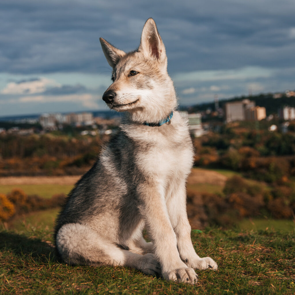 ein stolzer Wolfshund Welpe mit grauem Fell