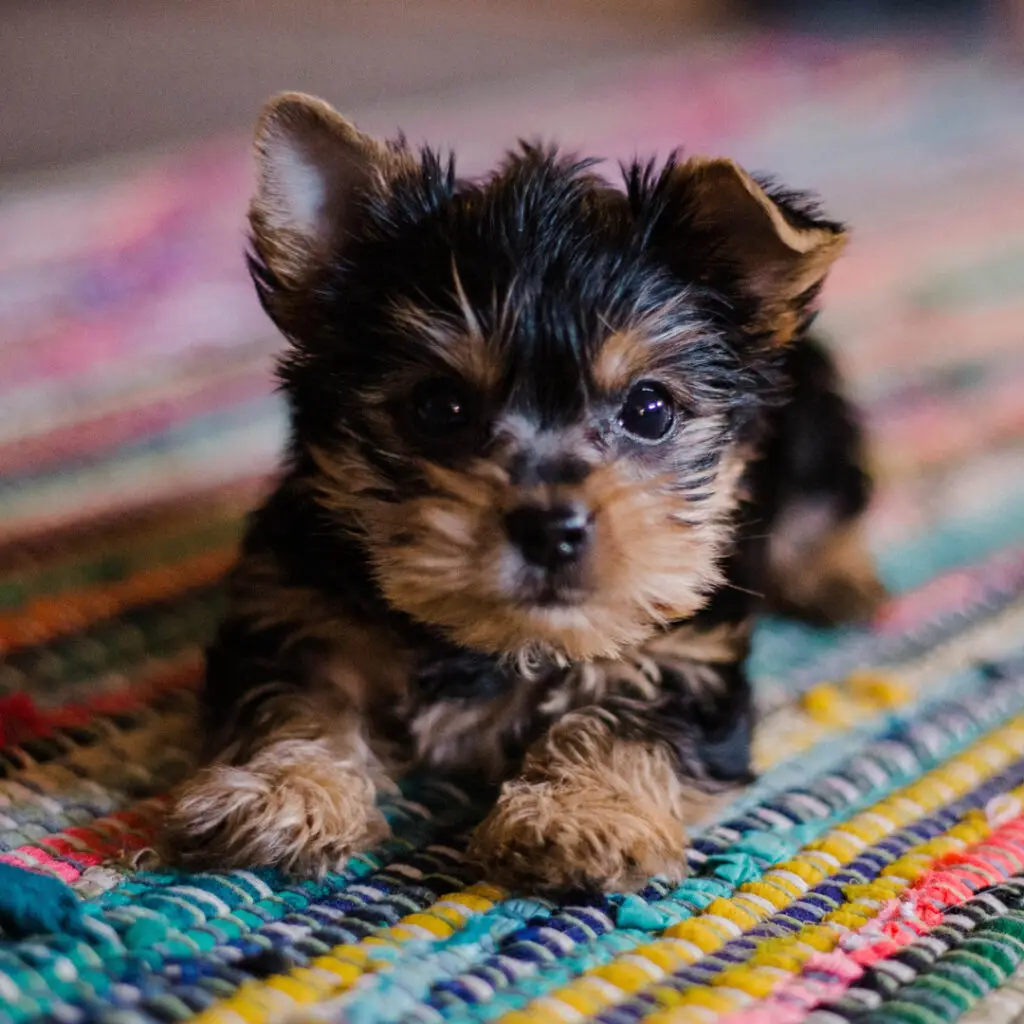 ein kleiner Yorkshire Terrier Welpe mit schwarzem Fell und braune Ohren, Schnauze und Pfoten