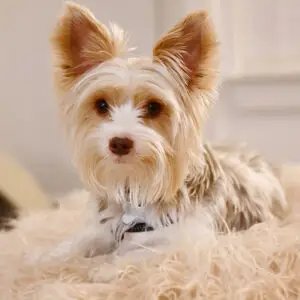 ein kleiner Yorkshire Terrier Welpe mit grossen Ohren