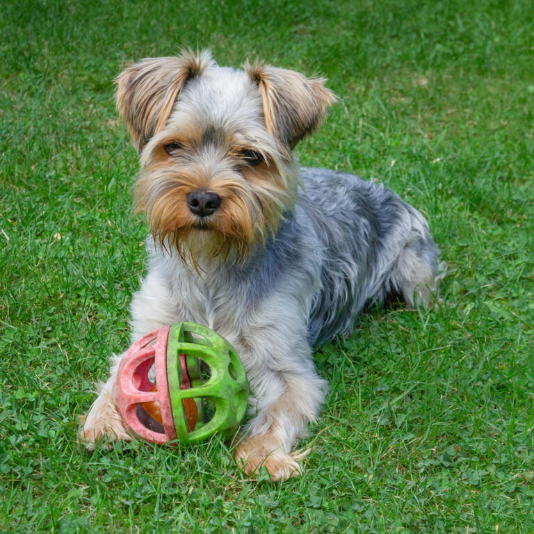 ein kleiner Yorkshire Terrier Welpe mit einem Spielzeug
