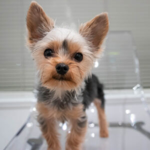 un petit chiot Yorkshire Terrier avec de grands yeux sombres