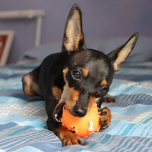 un chiot pinscher nain qui mâche un jouet