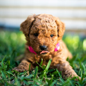 a dwarf poodle mix puppy with brown fur