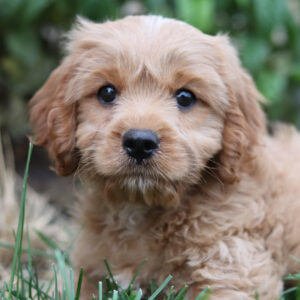 un caniche nain croisé chiot au pelage marron clair