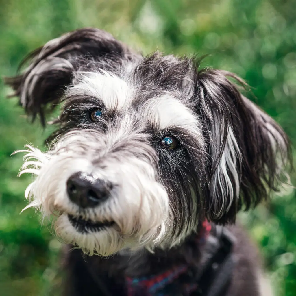 Ein Zwergschnauzer mischling mit schwarz weiss grau Fell
