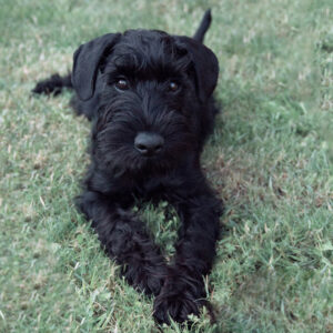 Ein schwarzer Zwergschnauzer mit grossen glänzigen Augen