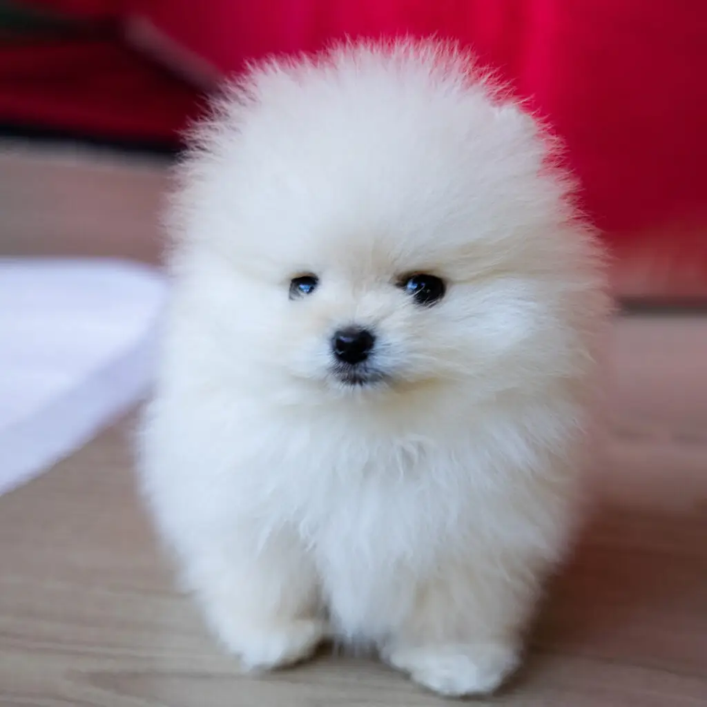 Zwergspitzwelpe mit hellem Fell