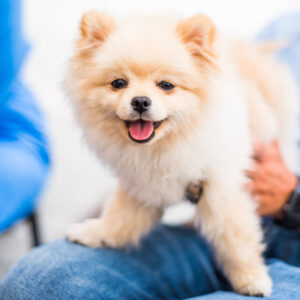 a dwarf spitz puppy with light-colored fur